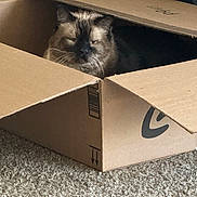 Mozart joined the competition — help win amazing prizes! animal, box, brown, cardboard_box, carpet, cat, cute, ears, eyes, face, feline, floor, fluffy, fur, gray, hiding, indoors, peeking, pet, whiskers