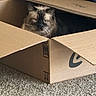 animal, box, brown, cardboard_box, carpet, cat, cute, ears, eyes, face, feline, floor, fluffy, fur, gray, hiding, indoors, peeking, pet, whiskers