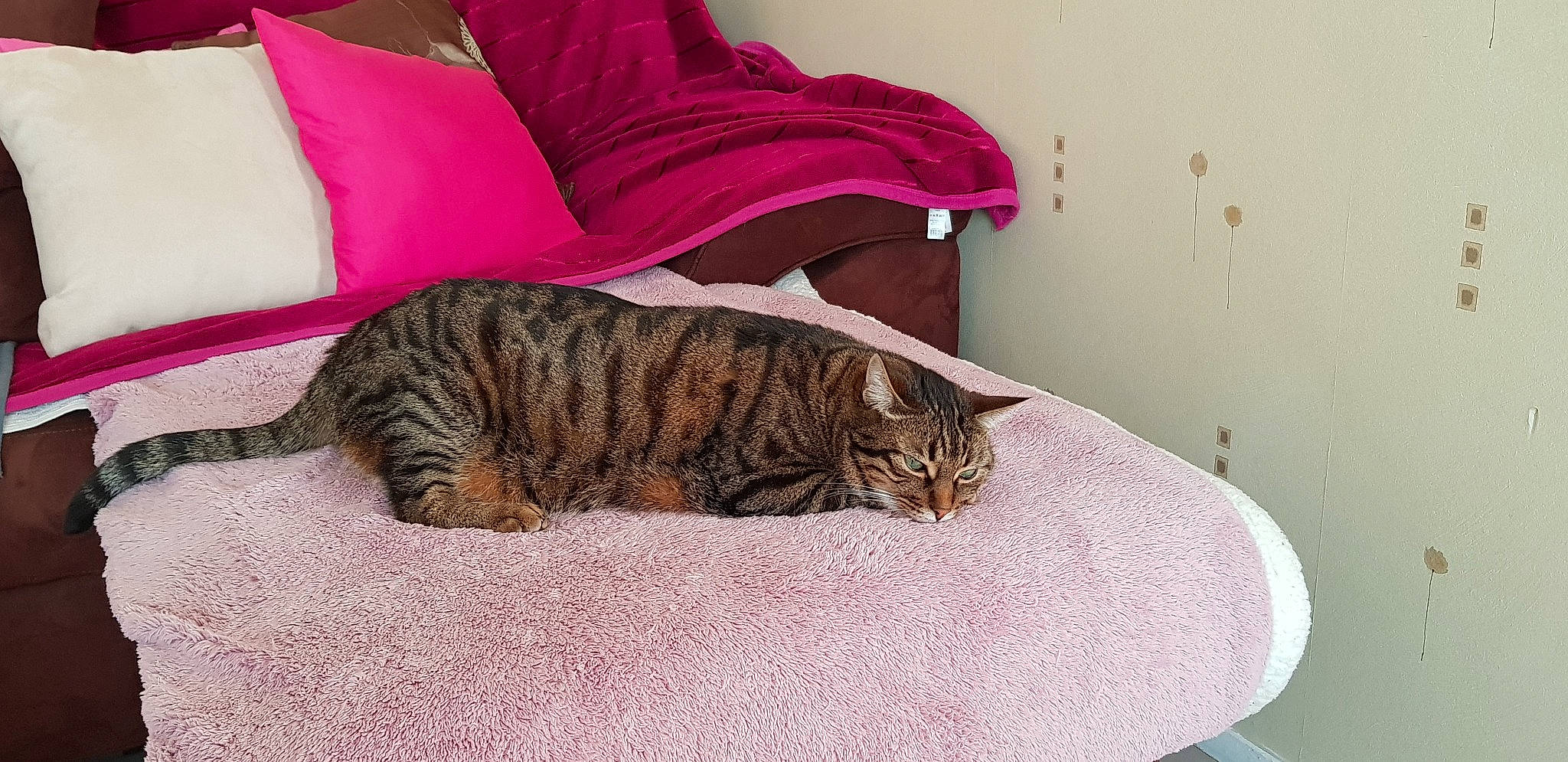 Nioki a rejoint le concours — aidez-le/la à gagner de superbes lots ! bed, bedding, carnivore, cat, cat_bed, comfort, domestic_short_haired_cat, felidae, flooring, fur, linens, nap, pattern, room, sleep, small_to_medium_sized_cats, snout, tail, terrestrial_animal, whiskers