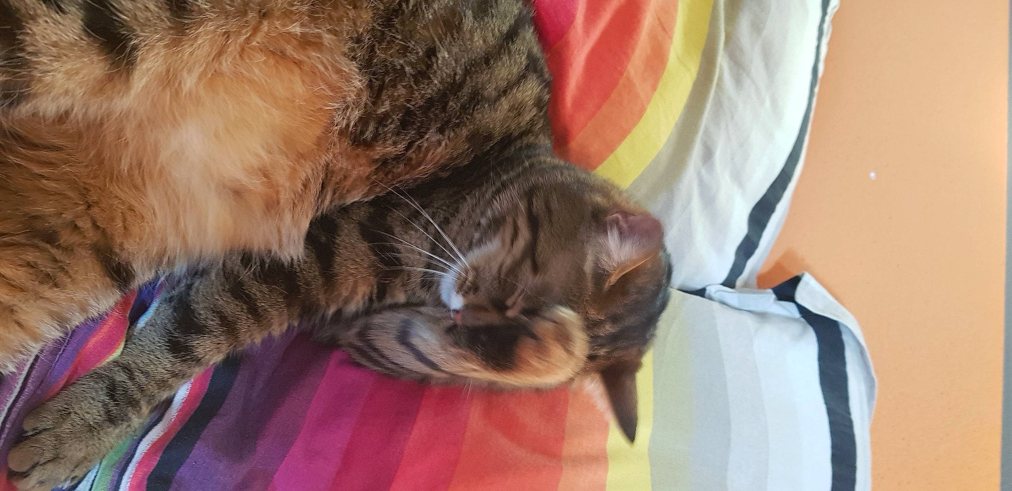 Nioki participe au concours pour gagner de l'argent avec cette photo : canidae, carnivore, cat, claw, comfort, companion_dog, dog_breed, domestic_short_haired_cat, ear, fawn, felidae, fur, gesture, human_leg, liver, small_to_medium_sized_cats, snout, sporting_group, tail, whiskers