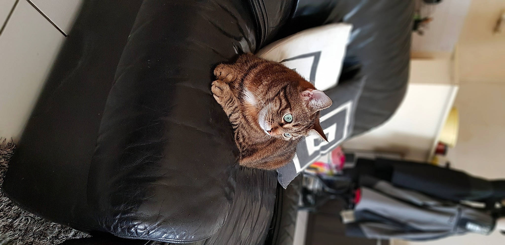 Nioki a rejoint le concours — aidez-le/la à gagner de superbes lots ! auto_part, automotive_design, automotive_exterior, automotive_lighting, automotive_tire, automotive_wheel_system, carnivore, cat, comfort, felidae, fender, motor_vehicle, rim, small_to_medium_sized_cats, sporting_group, tire, tread, wheel, whiskers, wood