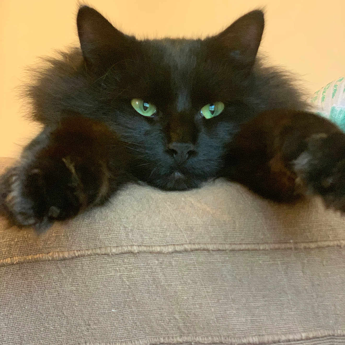 Shadow a rejoint le concours — aidez-le/la à gagner de superbes lots ! angora, animal, architecture, armchair, blackcat, building, cat, chair, couch, cushion, furniture, homedecor, indoors, kitten, livingroom, manx, pet, room