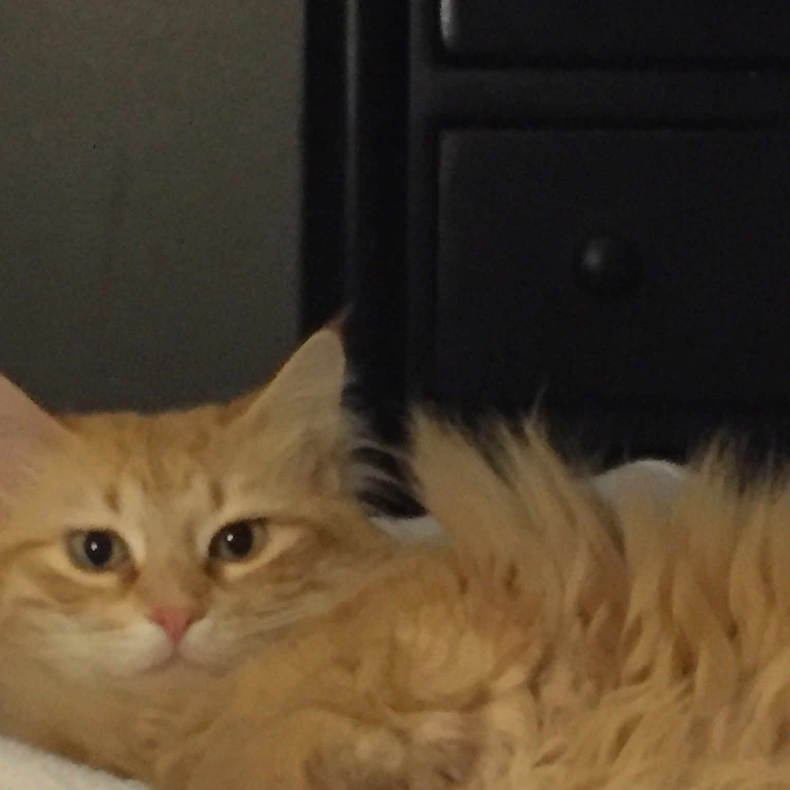 Girlfriend is registered to the contest to win money with this photo: asian, asian_semi_longhair, british_semi_longhair, carnivore, cat, cymric, domestic_long_haired_cat, eye, felidae, fur, kitten, mammal, napoleon_cat, norwegian_forest_cat, persian, ragamuffin, siberian, small_to_medium_sized_cats, vertebrate, whiskers