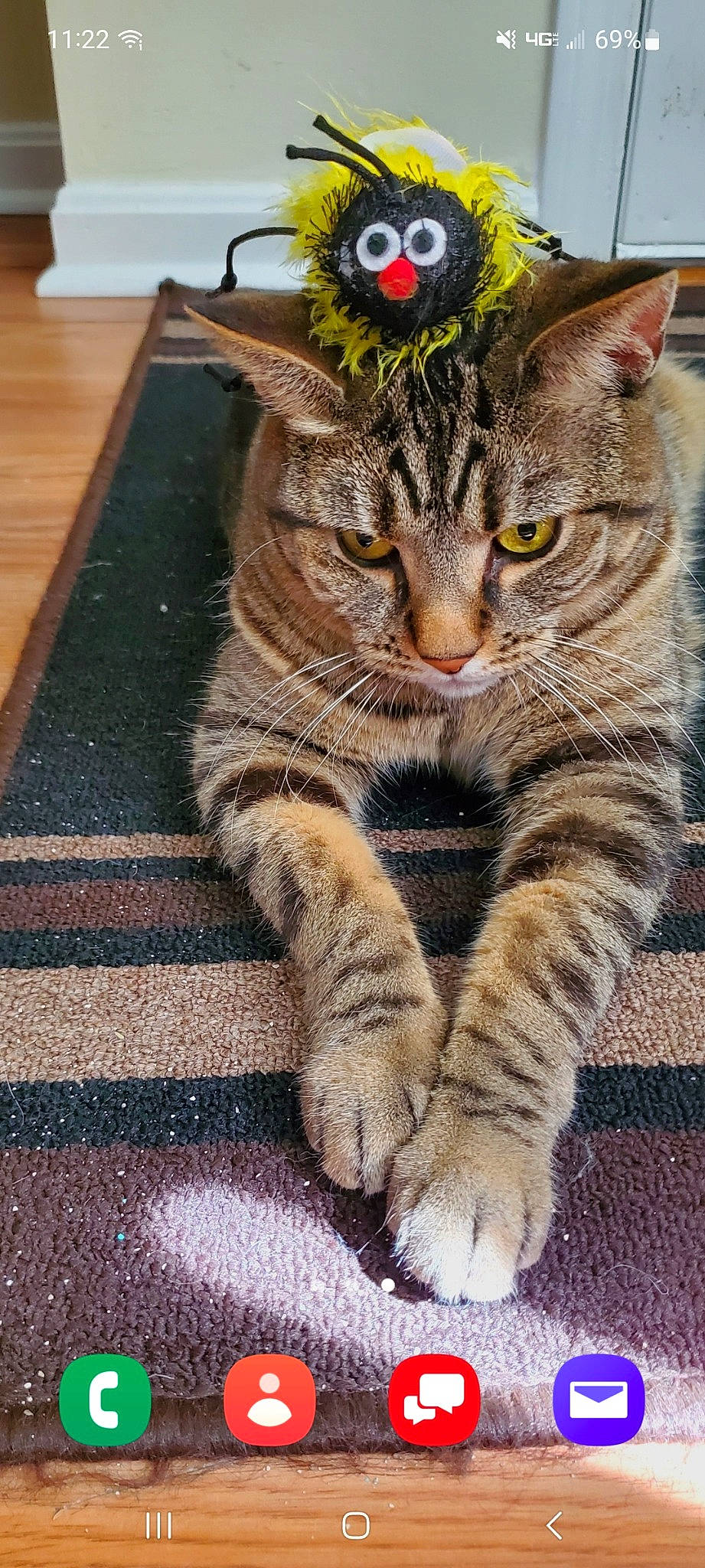 Cubbylynn is registered to the contest to win money with this photo: art, carnivore, cat, claw, domestic_short_haired_cat, felidae, flooring, foot, fur, hardwood, pattern, paw, sitting, small_to_medium_sized_cats, snout, tail, terrestrial_animal, whiskers, wildlife, wood