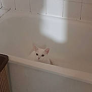 Flocon participe au concours pour gagner de l'argent avec cette photo : cat, white_cat, bathtub, bathroom, tiles, laundry_basket, pet, indoor, curious, animal, feline, quiet, sitting, home, clean, empty_bathtub, domestic, looking, ears, whiskers