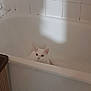 cat, white_cat, bathtub, bathroom, tiles, laundry_basket, pet, indoor, curious, animal, feline, quiet, sitting, home, clean, empty_bathtub, domestic, looking, ears, whiskers