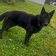 Trooper joined the competition — help win amazing prizes! dog, german_shepherd, black_dog, pet, animal, grass, outdoor, canine, collar, chain, mammal, alert, tongue_out, nature, greenery, yard, daylight, domestic_animal, standing, fur