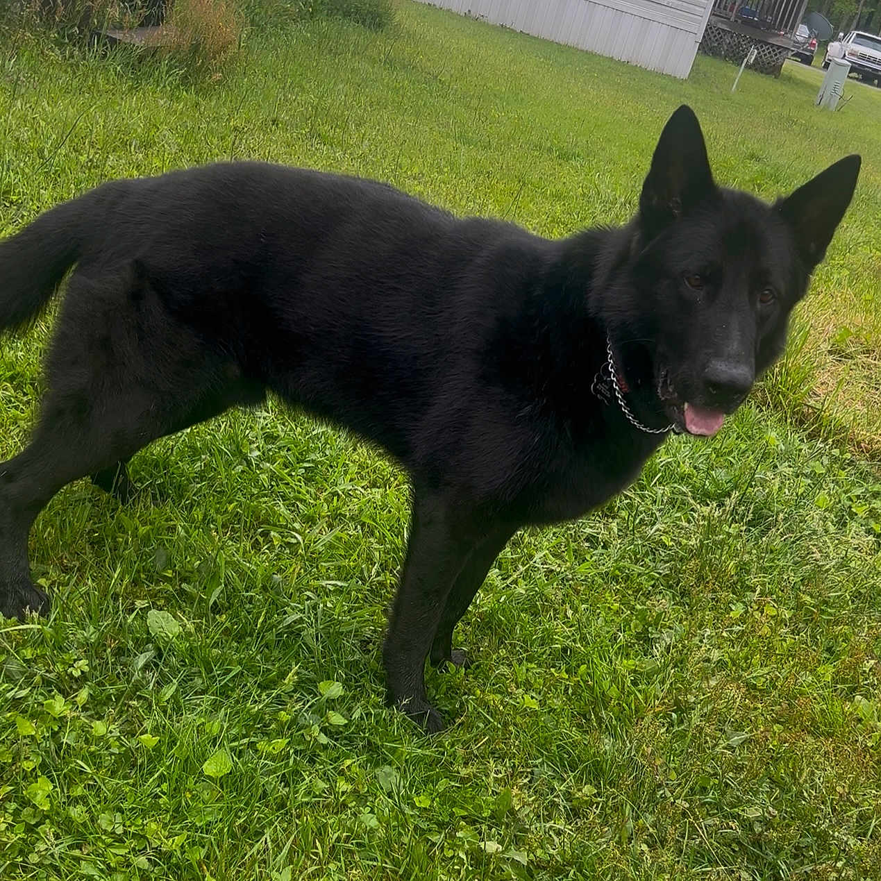 Trooper joined the competition — help win amazing prizes! alert, animal, black_dog, canine, chain, collar, daylight, dog, domestic_animal, fur, german_shepherd, grass, greenery, mammal, nature, outdoor, pet, standing, tongue_out, yard