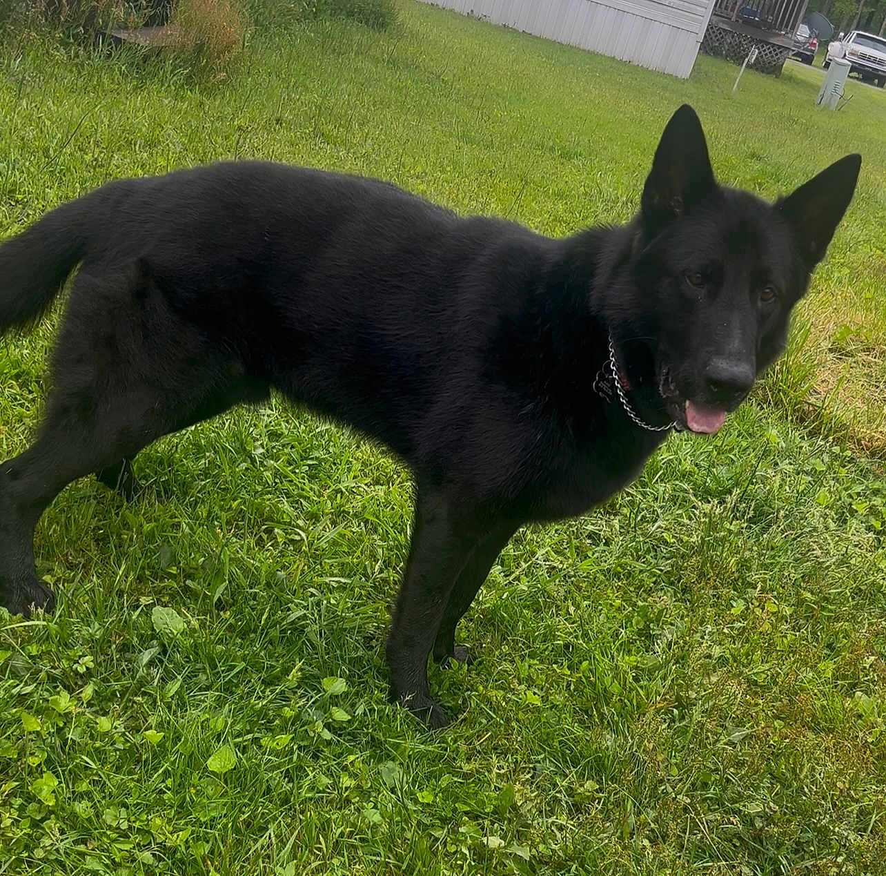 Trooper joined the competition — help win amazing prizes! dog, german_shepherd, black_dog, pet, animal, grass, outdoor, canine, collar, chain, mammal, alert, tongue_out, nature, greenery, yard, daylight, domestic_animal, standing, fur