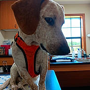 Clifford Earl joined the competition — help win amazing prizes! animal, bottles, brown_ear, cabinet, close_up, counter, dog, domestic, furniture, indoor, kitchen, orange_harness, pet, sink, sitting, spotted_fur, table, thoughtful, white_fur, window