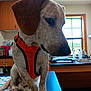 dog, orange_harness, table, kitchen, window, indoor, pet, animal, brown_ear, white_fur, spotted_fur, counter, sink, bottles, cabinet, thoughtful, sitting, close_up, domestic, furniture