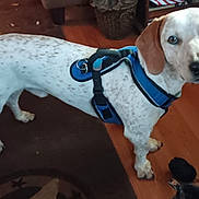Clifford Earl joined the competition — help win amazing prizes! dog, indoor, brown_ears, white_fur, speckled_fur, blue_harness, floor, rug, pet, animal, looking, curious, ears, standing, domestic, canine, closeup, household, leash, flooring