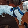 dog, indoor, brown_ears, white_fur, speckled_fur, blue_harness, floor, rug, pet, animal, looking, curious, ears, standing, domestic, canine, closeup, household, leash, flooring