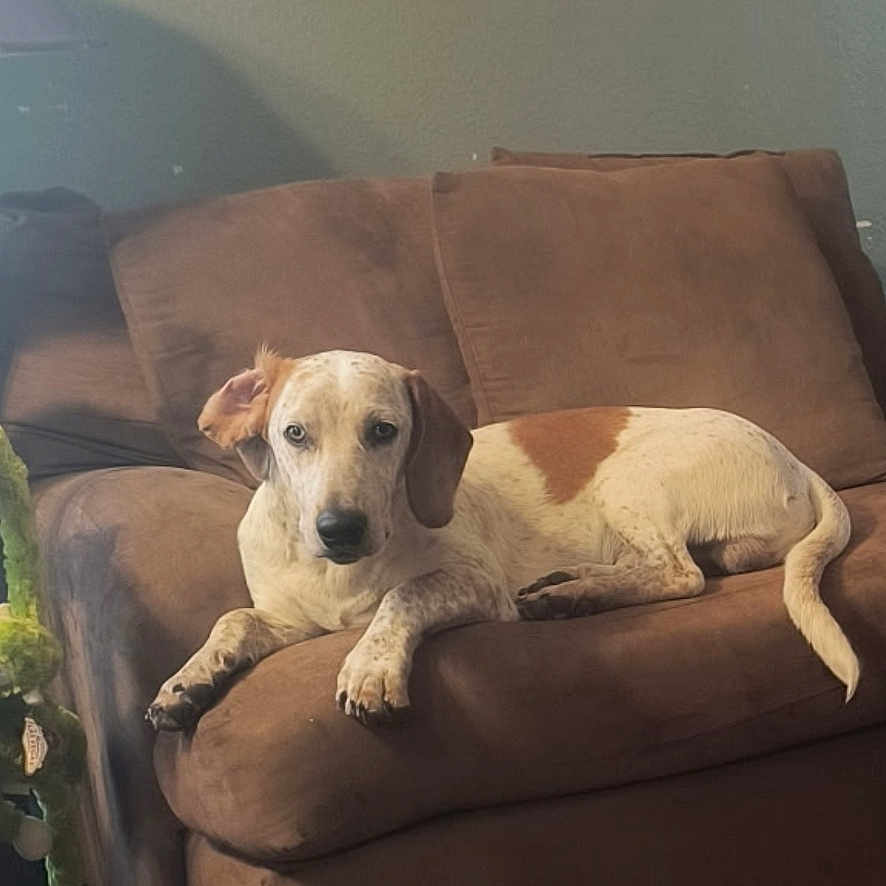 Clifford Earl joined the competition — help win amazing prizes! animal, brown_and_white_dog, brown_couch, canine, comfort, couch, dog, domestic_animal, furniture, home, indoor, laying_down, living_room, looking_at_camera, pet, plush, relaxed, soft_lighting, toy, wooden_floor