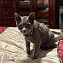 Coal is registered to the contest to win money with this photo: cat, gray_cat, indoor, bedspread, embroidery, furniture, wooden_cabinet, collar, pet, animal, curious, sitting, whiskers, ears, eyes, tail, bed, room, domestic, cute