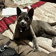 Coal joined the competition — help win amazing prizes! cat, gray_cat, pet, indoor, bed, blanket, notebook, collar, bell, fur, whiskers, eyes, relaxed, laying_down, furniture, cozy, domestic, mammal, animal, cute