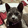 Coal joined the competition — help win amazing prizes! cat, gray_cat, pet, collar, bell, indoor, close_up, feline, whiskers, ears, fur, animal, mammal, cute, looking, portrait, domestic_cat, soft_light, bed, blanket