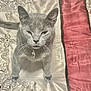 cat, gray_cat, pet, animal, bedspread, fabric, pattern, whiskers, collar, tongue_out, indoor, feline, cute, looking_up, closeup, domestic_animal, soft_texture, resting, fur, ears