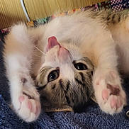 Ascot participe au concours pour gagner de l'argent avec cette photo : kitten, cat, paw, tongue, fur, cute, pet, animal, closeup, soft, relaxed, indoor, resting, playful, whiskers, sleepy, small, young, adorable, feline