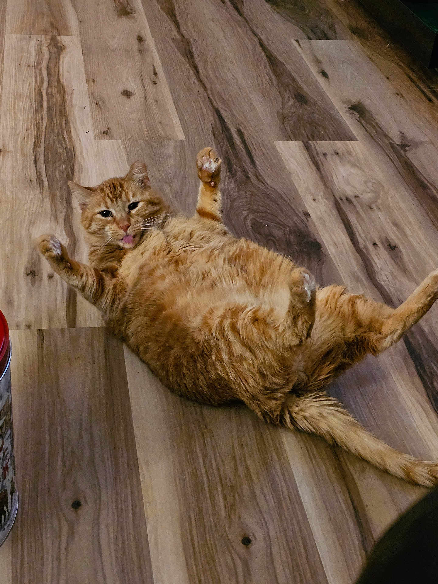 Sami is registered to the contest to win money with this photo: cat, orange_cat, pet, animal, playful, floor, wood_floor, domestic_cat, fur, tongue_out, paws_up, cute, lying_down, indoor, whiskers, tail, relaxed, funny, feline, mammal