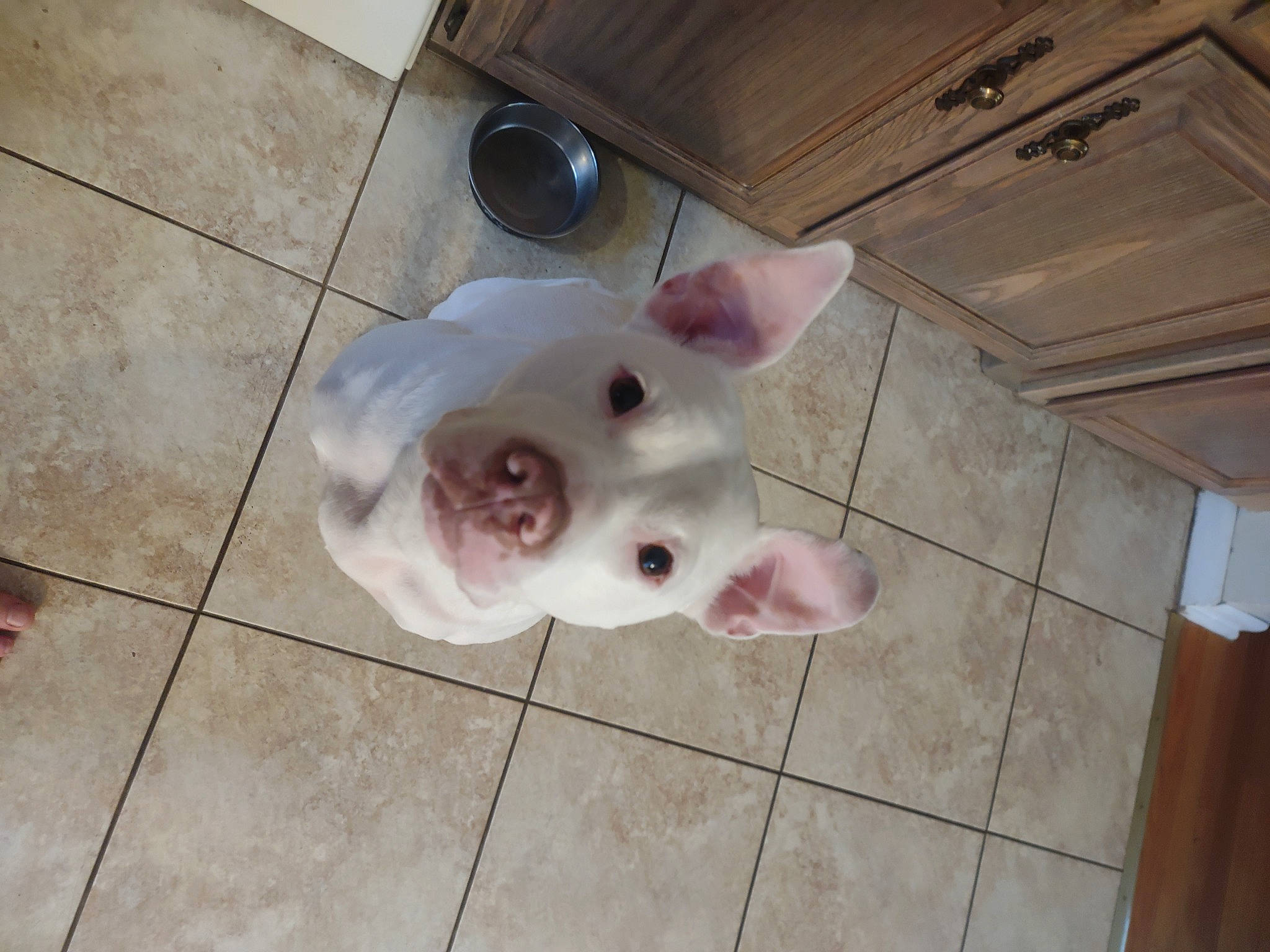 Iggy joined the competition — help win amazing prizes! canidae, carmine, carnivore, companion_dog, dog_breed, domestic_pig, fawn, flooring, fur, hardwood, livestock, metal, natural_material, non_sporting_group, sporting_group, suidae, tail, terrestrial_animal, wood