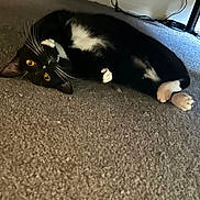 Mittens is registered to the contest to win money with this photo: cat, black_and_white, carpet, indoor, pet, feline, whiskers, curious, lying_down, yellow_eyes, paws, floor, fur, cute, domestic_animal, resting, animal, home, relaxed, eyes