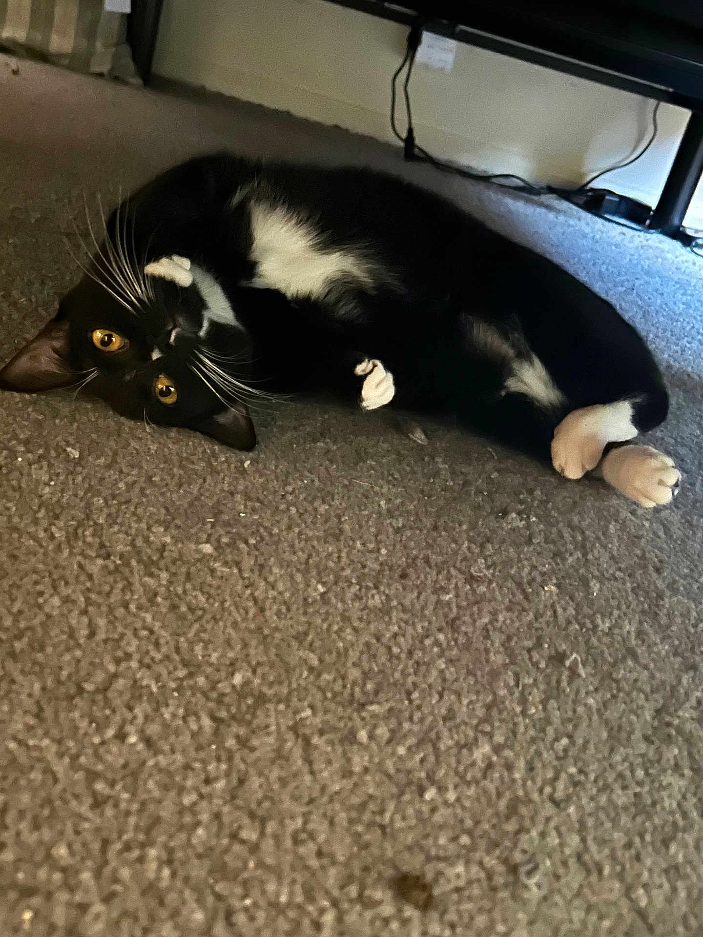 Mittens is registered to the contest to win money with this photo: cat, black_and_white, carpet, indoor, pet, feline, whiskers, curious, lying_down, yellow_eyes, paws, floor, fur, cute, domestic_animal, resting, animal, home, relaxed, eyes