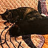 Hazel Marie joined the competition — help win amazing prizes! cat, sleeping, quilt, blanket, indoor, pet, animal, fur, resting, cozy, tortoiseshell_cat, black_cat, two_animals, closeup, nap, domestic_cat, feline, patterned_fabric, quiet, relaxation