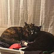 Hazel Marie joined the competition — help win amazing prizes! cat, tortoiseshell_cat, tuxedo_cat, pets, animals, indoor, cozy, laundry_basket, clothes, curtains, sleeping, resting, companionship, feline, fur, whiskers, paws, domestic, cute, snuggling