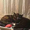 animals, cat, clothes, companionship, cozy, curtains, cute, domestic, feline, fur, indoor, laundry_basket, paws, pets, resting, sleeping, snuggling, tortoiseshell_cat, tuxedo_cat, whiskers