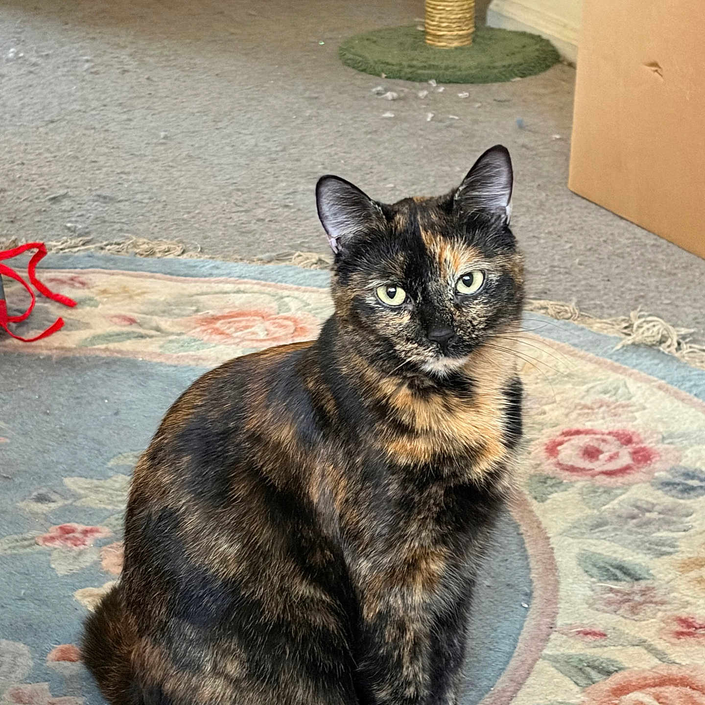Hazel Marie