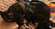 Hazel Marie joined the competition — help win amazing prizes! cat, tortoiseshell_cat, black_cat, bed, quilt, quilted_bedspread, feline, pet, indoor, resting, snuggling, sleeping, animal, cozy, domestic_cat, orange, patterned, furniture, drawer, window