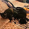 animal, bed, black_cat, cat, cozy, domestic_cat, drawer, feline, furniture, indoor, orange, patterned, pet, quilt, quilted_bedspread, resting, sleeping, snuggling, tortoiseshell_cat, window