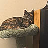 Hazel Marie joined the competition — help win amazing prizes! cat, tortoiseshell, cat_tree, furniture, indoor, pet, relaxing, animal, cozy, sleeping, wood, speaker, texture, fur, whiskers, ears, home, resting, calm, comfortable