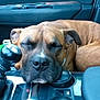 Iron a rejoint le concours — aidez-le/la à gagner de superbes lots ! alano_espanol, boerboel, boxer, bullmastiff, canidae, carnivore, dog, dog_breed, fawn, mammal, non_sporting_group, perro_de_presa_canario, perro_de_presa_mallorquin, rare_breed_dog, snout, sporting_group, vertebrate
