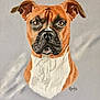 Iron a rejoint le concours — aidez-le/la à gagner de superbes lots ! american_pit_bull_terrier, american_staffordshire_terrier, ancient_dog_breeds, boxer, bulldog, canidae, carnivore, companion_dog, dog, dog_breed, drawing, fawn, mammal, non_sporting_group, painting, perro_de_presa_mallorquin, rare_breed_dog, snout, staffordshire_bull_terrier, watercolor_paint