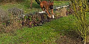 Iron participe au concours pour gagner de l'argent avec cette photo : canidae, carnivore, fawn, grass, grass_family, groundcover, lawn, pasture, plant, shrub, tree, wildlife, woody_plant