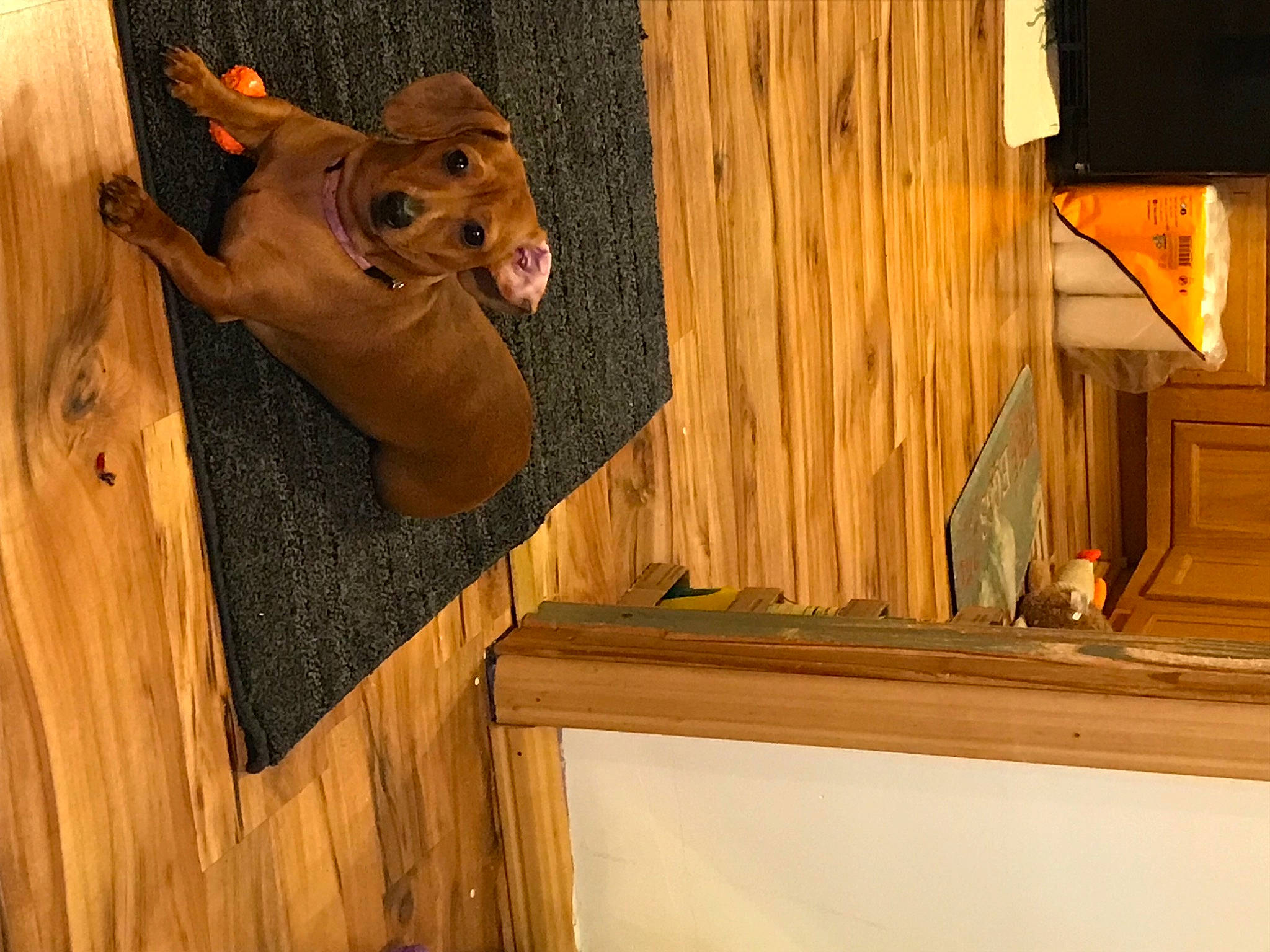 Lady is registered to the contest to win money with this photo: canidae, carnivore, companion_dog, dog, dog_breed, fawn, felidae, fur, hardwood, liver, plywood, room, snout, sporting_group, tail, terrestrial_animal, whiskers, wood, wood_stain, working_animal