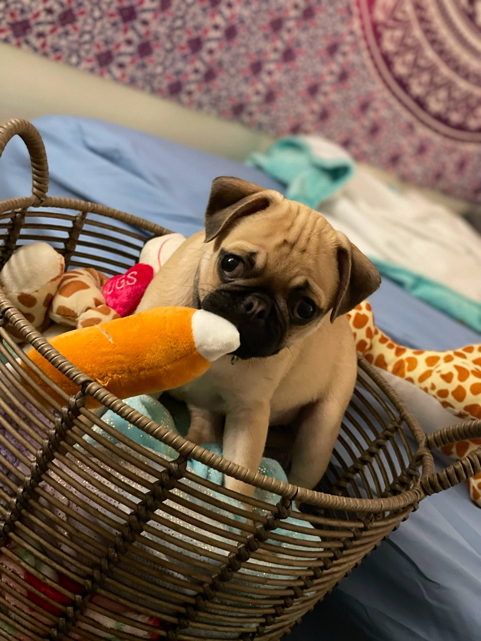 Bosley is registered to the contest to win money with this photo: bag, basket, bedding, cage, canidae, carnivore, comfort, companion_dog, fawn, felidae, home_accessories, linens, pattern, picnic_basket, room, storage_basket, stuffed_toy, toy, wicker, wool
