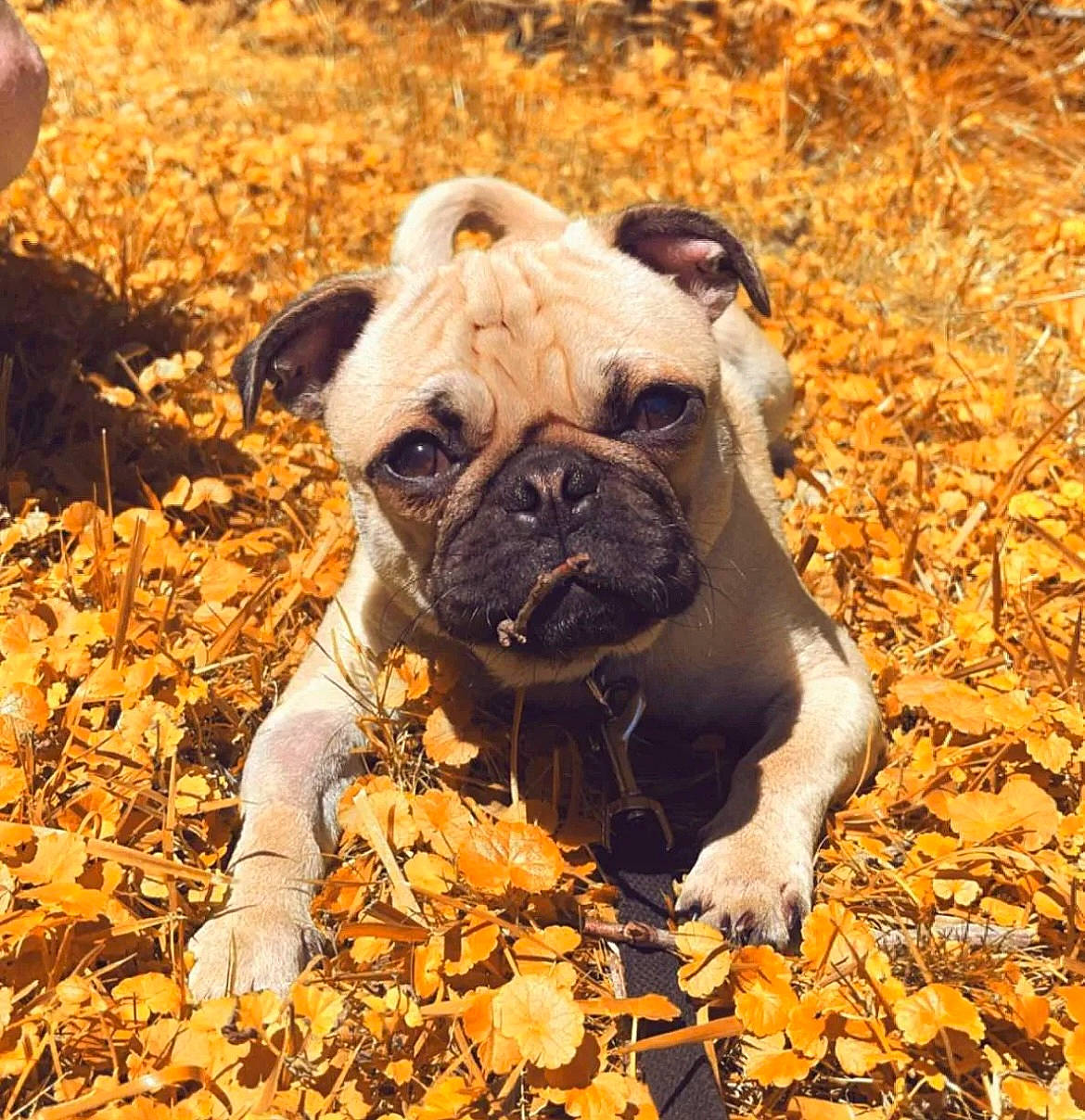 Bosley is registered to the contest to win money with this photo: bulldog, canidae, carnivore, companion_dog, dog, dog_breed, fawn, grass, mammal, plant, pug, snout, soil, sporting_group, terrestrial_animal, toy_dog, tree, whiskers, working_animal, wrinkle