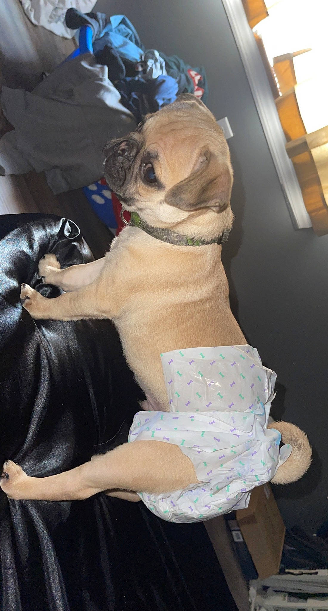 Bosley is registered to the contest to win money with this photo: canidae, carnivore, collar, comfort, companion_dog, dog, dog_breed, dog_clothes, dog_collar, fawn, fur, leash, pet_supply, pug, snout, sporting_group, tail, toy_dog, working_animal, wrinkle