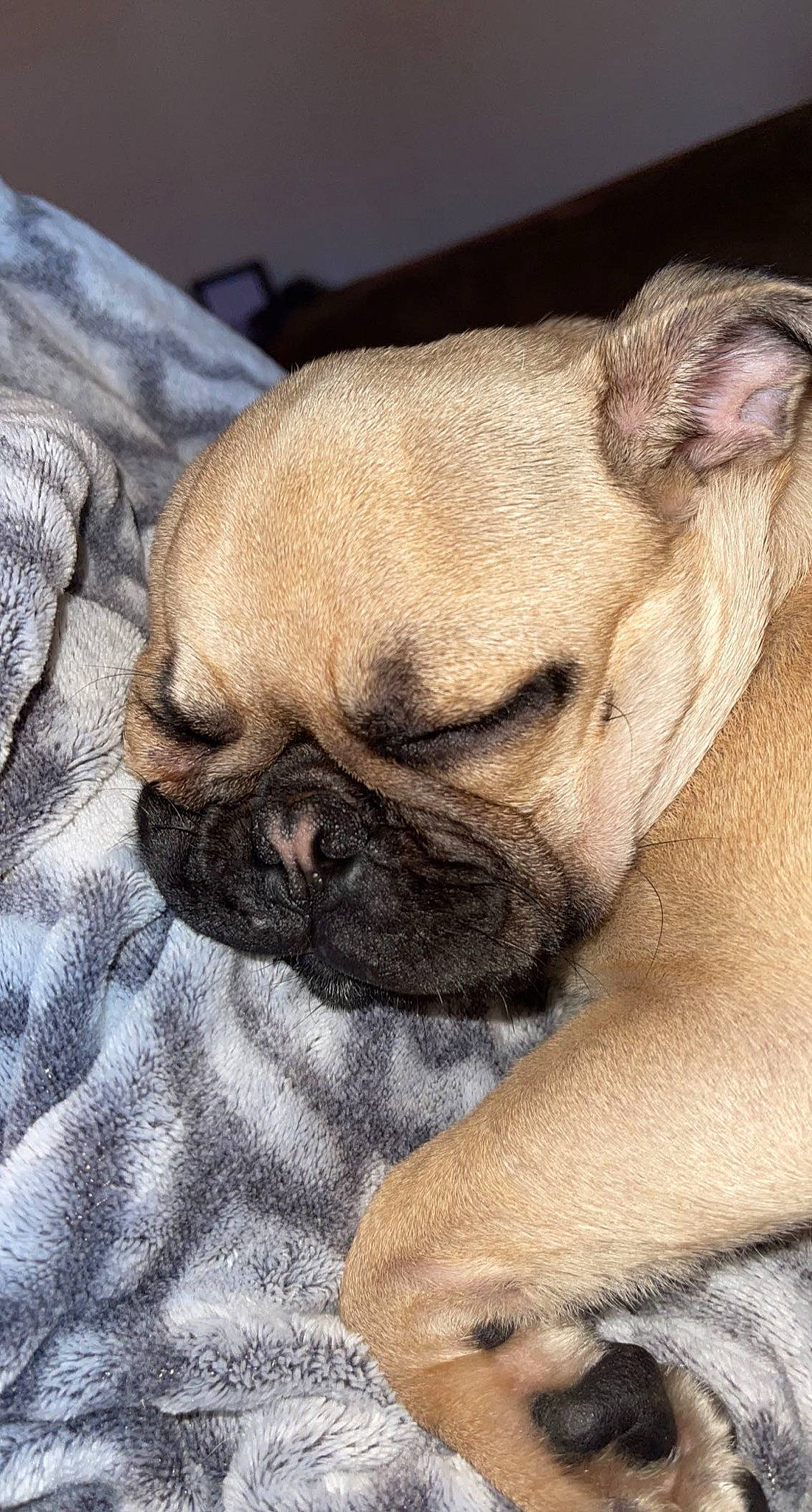 Bosley joined the competition — help win amazing prizes! bored, bulldog, canidae, carnivore, comfort, companion_dog, dog, dog_breed, fawn, french_bulldog, fur, nap, pug, puppy_love, snout, sporting_group, terrestrial_animal, toy_dog, whiskers, wrinkle