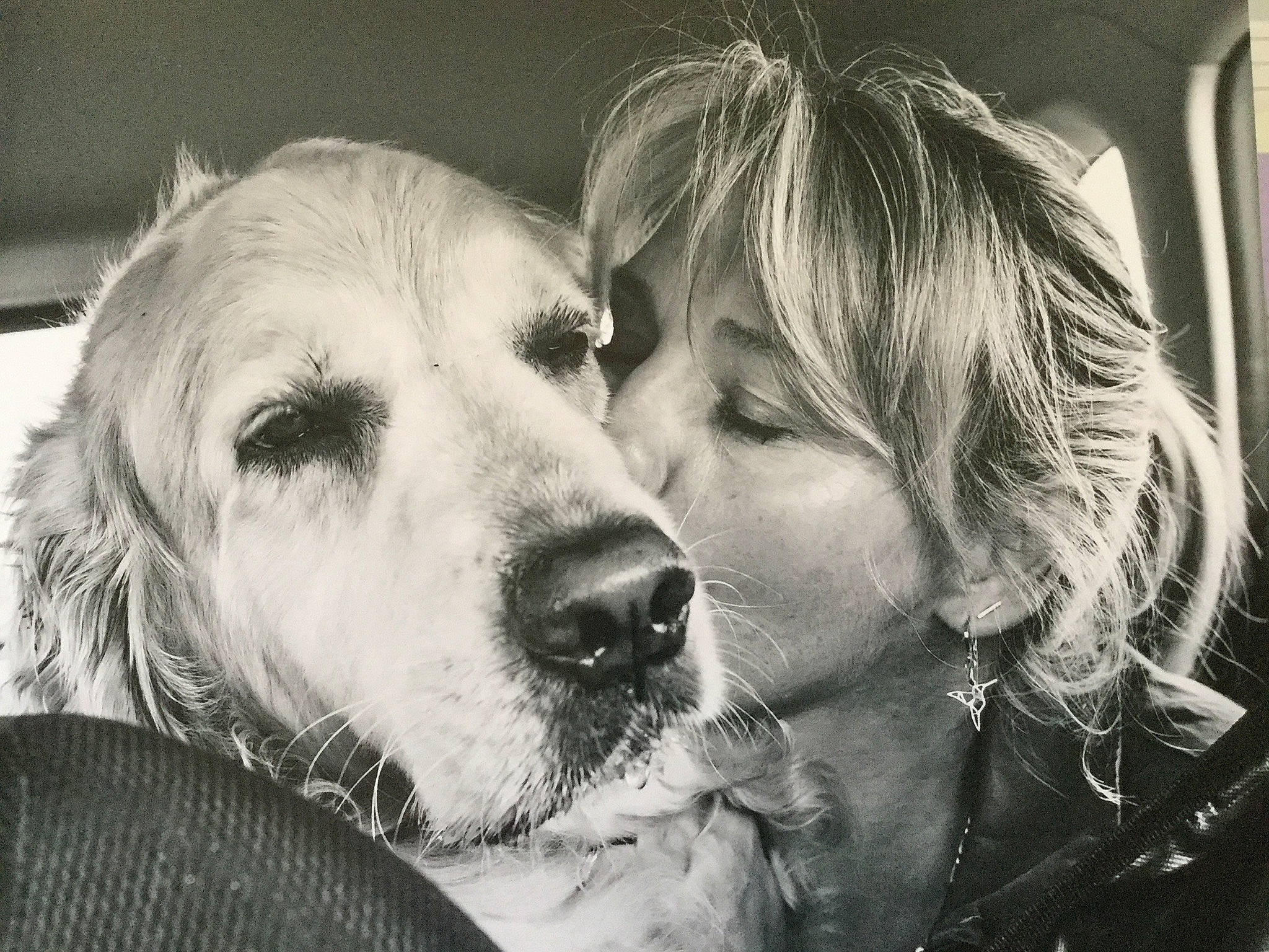 Jumbo a rejoint le concours — aidez-le/la à gagner de superbes lots ! american_cocker_spaniel, black_and_white, canidae, carnivore, cocker_spaniel, companion_dog, dog, dog_breed, english_cocker_spaniel, english_setter, golden_retriever, love, monochrome, nose, puppy_love, retriever, setter, snout, sporting_group, style