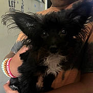 Prince joined the competition — help win amazing prizes! dog, black_dog, fluffy, pet, animal, ears, white_patch, curious_eyes, person, hands, bracelet, red_bracelet, indoor, wall, text_on_wall, shirt, peach_shirt, close_up, portrait, holding
