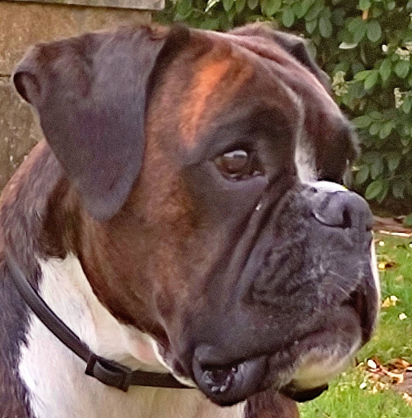 Maïka a rejoint le concours — aidez-le/la à gagner de superbes lots ! boxer, canidae, carnivore, collar, companion_dog, dog, dog_breed, dog_collar, ear, fawn, giant_dog_breed, liver, pet_supply, plant, snout, sporting_group, whiskers, working_animal, working_dog, wrinkle