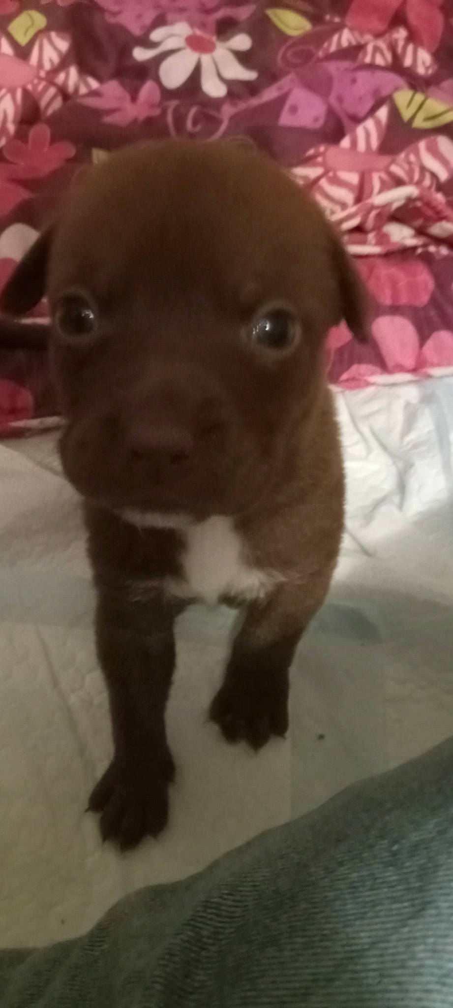 Pippa joined the competition — help win amazing prizes! borador, canidae, carnivore, collar, companion_dog, dog, dog_breed, dog_collar, ear, fawn, fur, liver, non_sporting_group, puppy, selfie, snout, sporting_group, terrestrial_animal, whiskers, working_animal