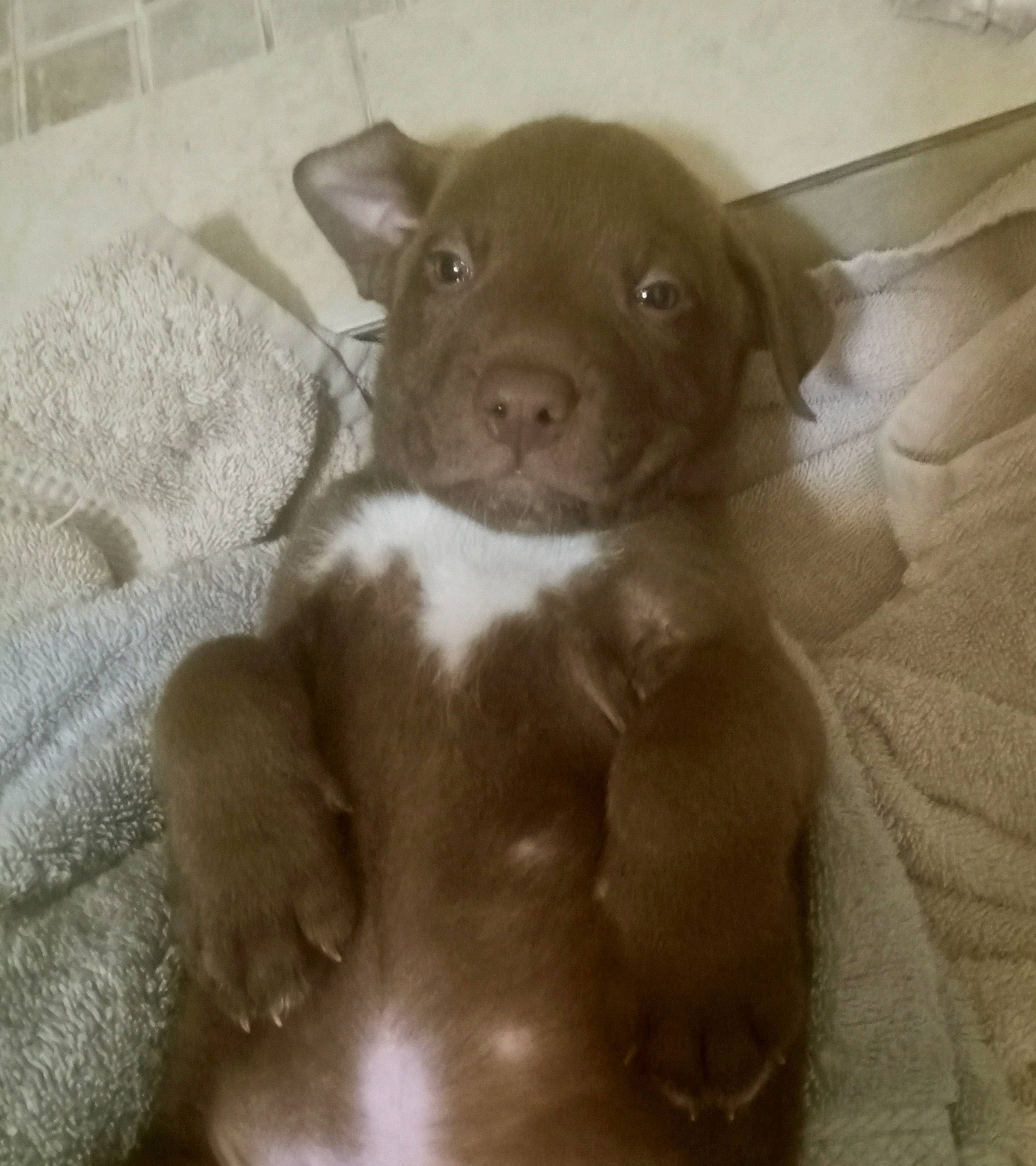 Saint joined the competition — help win amazing prizes! borador, canidae, carnivore, comfort, companion_dog, dog, dog_breed, ear, fawn, fur, liver, non_sporting_group, sporting_group, terrestrial_animal, whiskers, working_animal