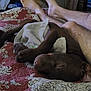 Ari joined the competition — help win amazing prizes! barefoot, bed, comfort, companion_dog, dog, fawn, flesh, foot, gesture, human_leg, knee, linens, nail, room, sporting_group, thigh, thumb, toe, working_animal, wrist