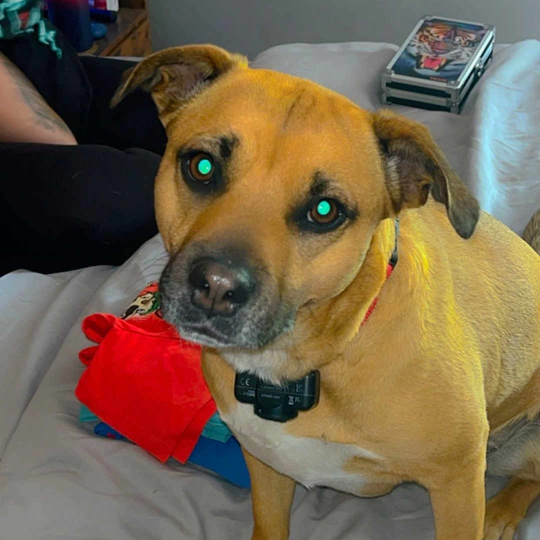 Bailey joined the competition — help win amazing prizes! animal, canine, couch, cushion, dog, electronics, face, furniture, head, homedecor, hound, indoors, interiordesign, mobilephone, person, pet, phone, photography, portrait, puppy