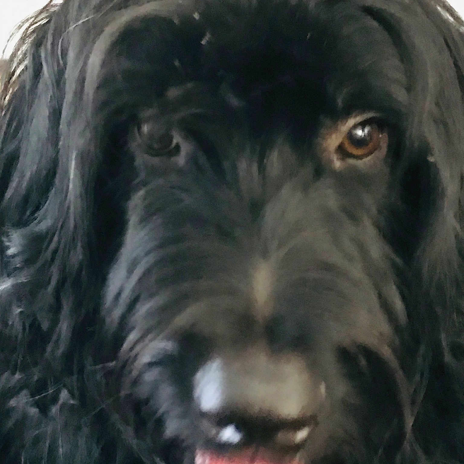 Bboo